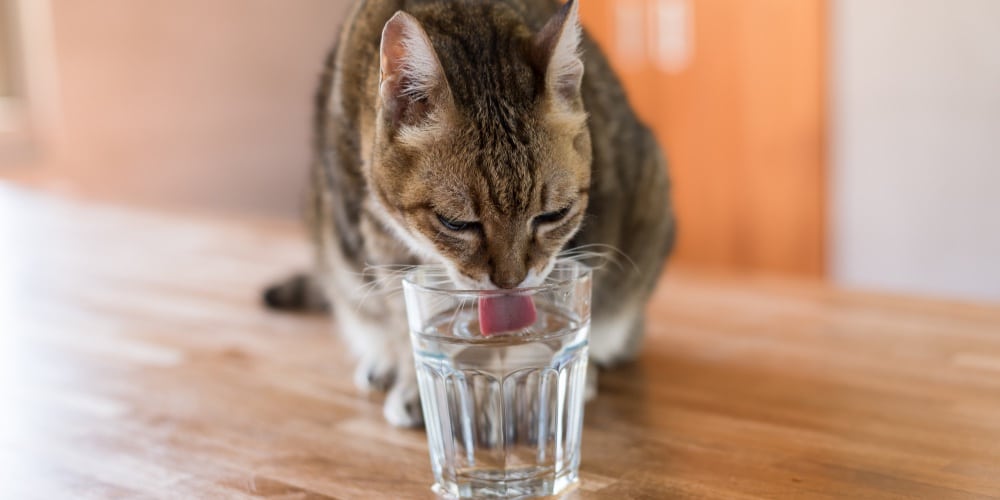 Cat drinking 