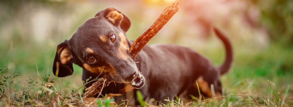 Dear Katie... I've got a fussy eater 3 Happy Dachshund