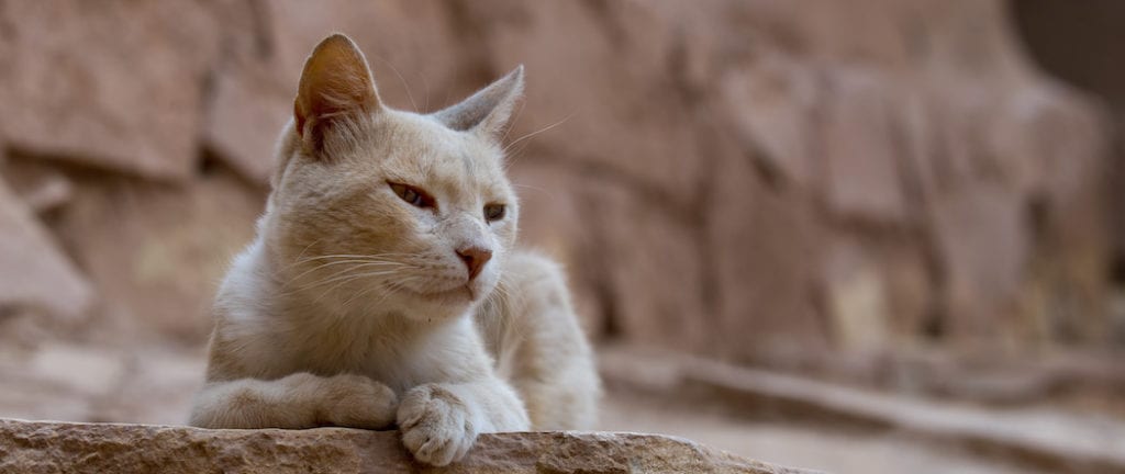 Desert cat