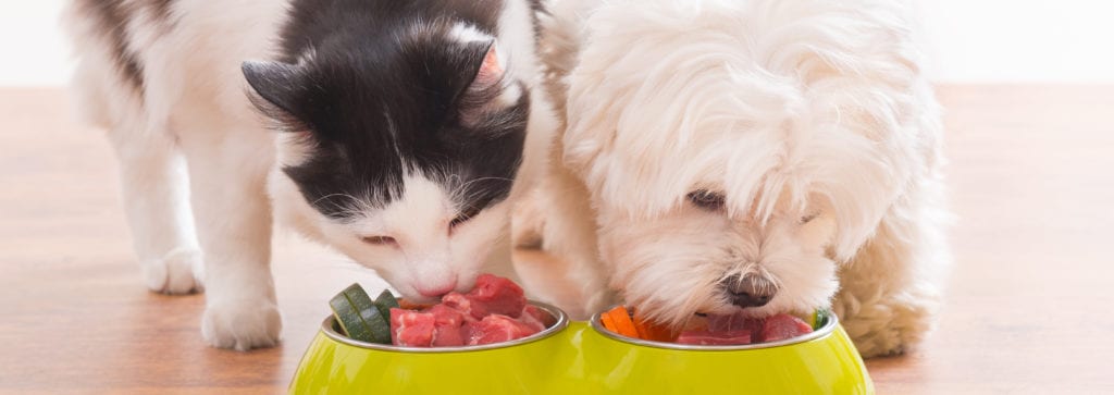 Dear Katie... I've got a fussy eater 1 Cat and dog eating raw food
