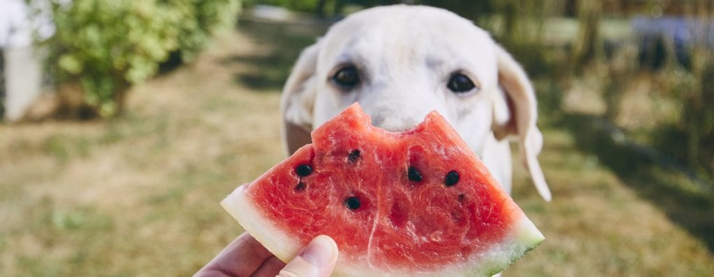 Dear Katie... I've got a fussy eater 2 Dog with melon