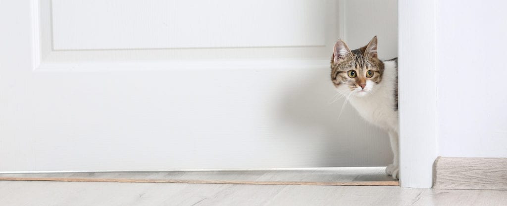Cat with cystitis hiding