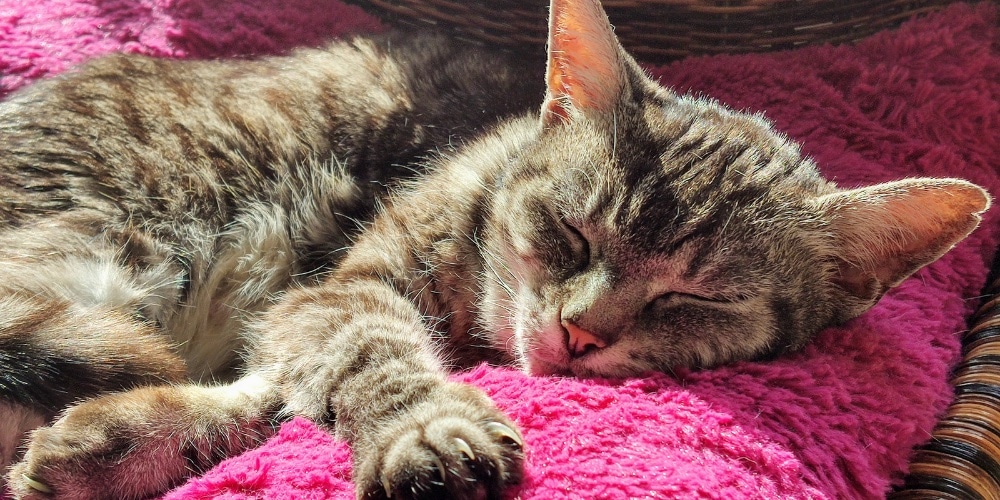 Senior cat sleeping 