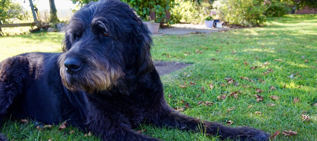 Meet Vicky: Hug creator, pet lover, eco-advocate. 1 Rudy