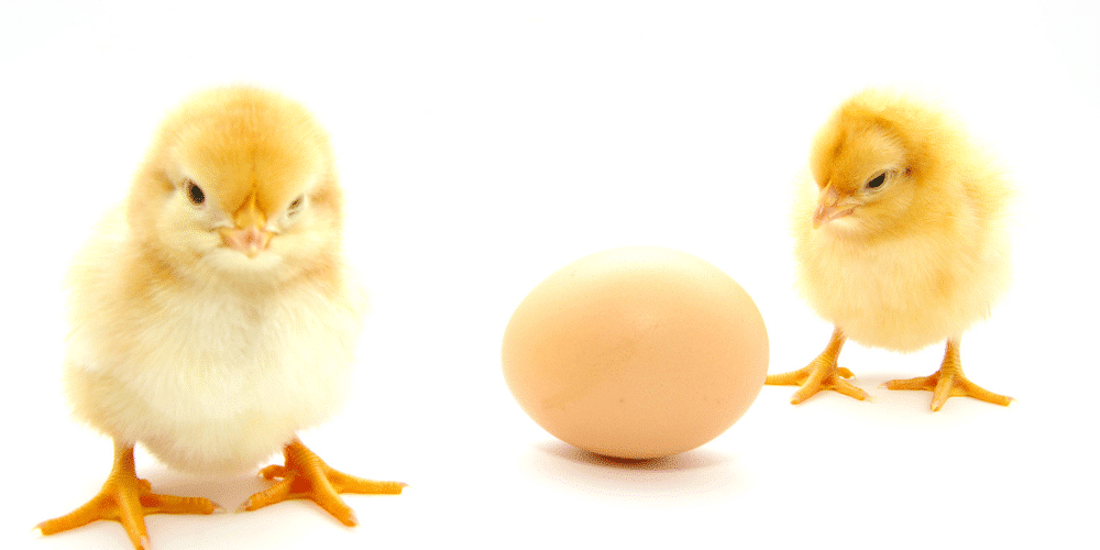 Dear Katie, can my dog eat egg? 1 can dog eat egg if allergic to chicken