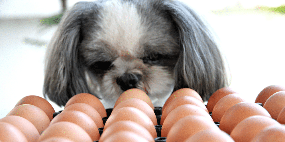 Dear Katie, can my dog eat egg? 3 egg blog 2